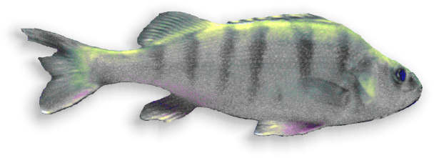 egli