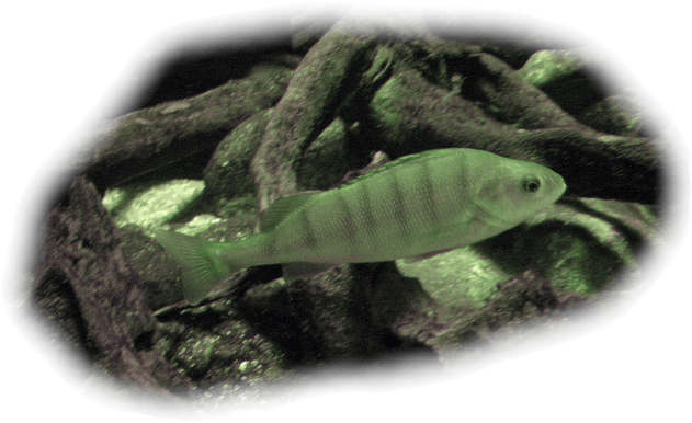 egli