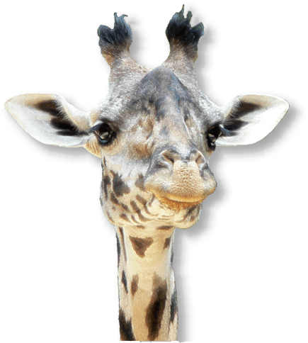 giraffe