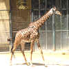 giraffe