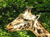 giraffe