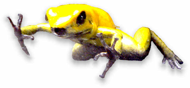 goldener_giftfrosch