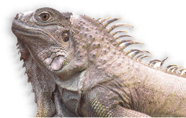 gruener_leguan
