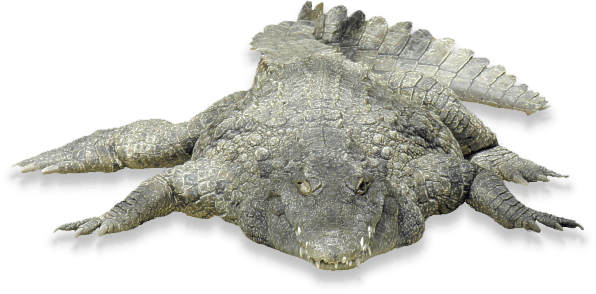 Nilkrokodil
