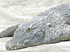 nilkrokodil