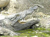 nilkrokodil