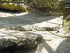 nilkrokodil