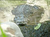 nilkrokodil