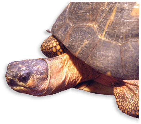 Pantherschildkröte