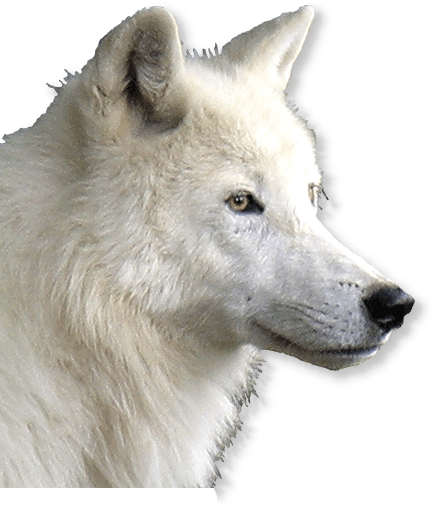 Polarwolf