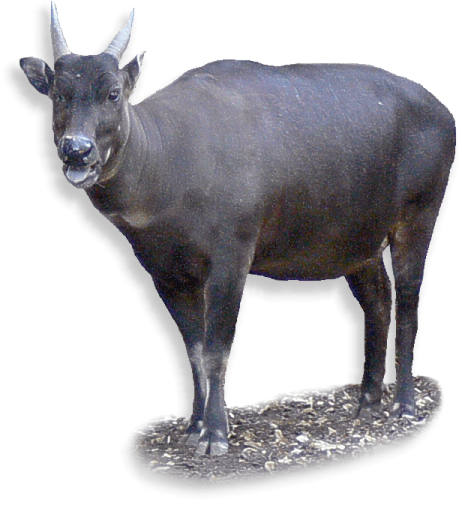 anoa