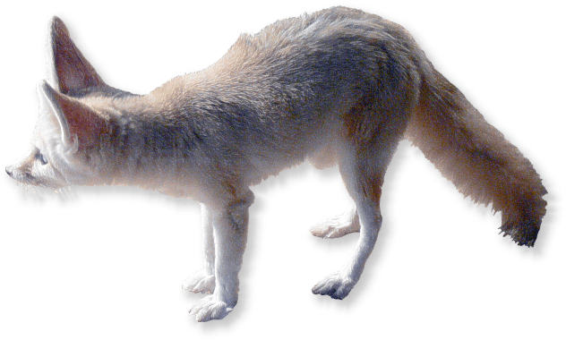 fennek