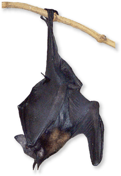 Indischer Flugfuchs