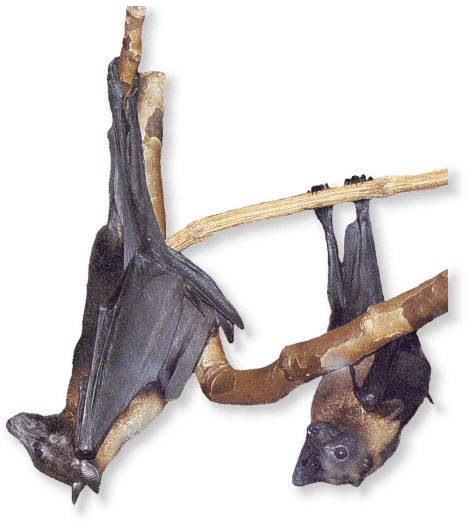 flugfuchs_indisch