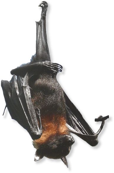 flugfuchs_indisch