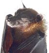 flugfuchs_indisch