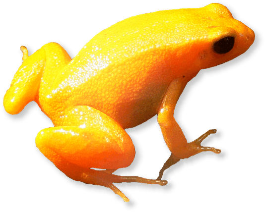 Goldfröschchen