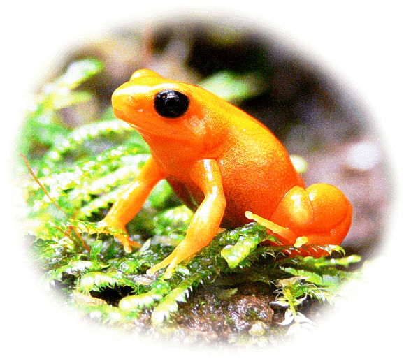 goldfroeschchen