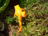 goldfroeschchen