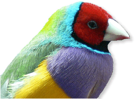 Gouldamadine
