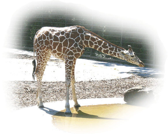 netzgiraffe