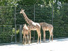 netzgiraffe