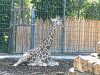 netzgiraffe