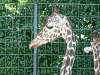 netzgiraffe