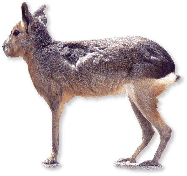 pampahase