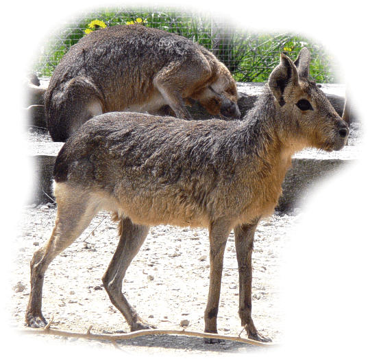 pampahase