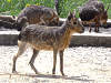 pampahase