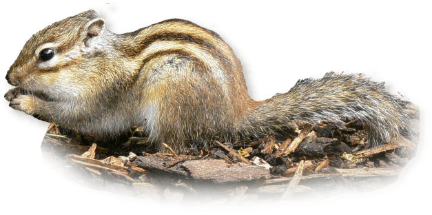 Streifenhörnchen