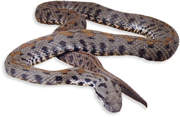 armenische_bergotter