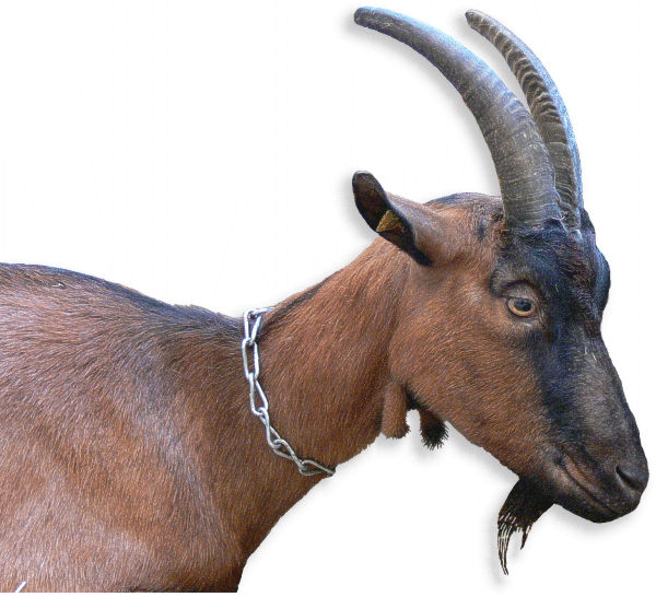 Gämsfarbige Gebirgsziege