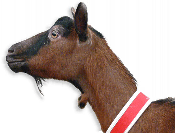 Oberhasli-Brienzerziege