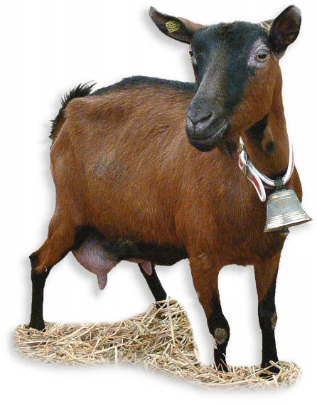 oberhasli_brienzerziege