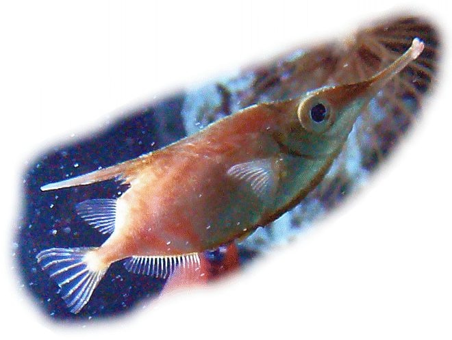 Schnepfenfisch