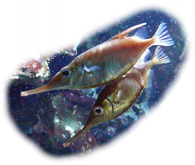 schnepfenfisch