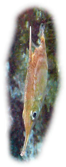schnepfenfisch