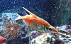 schnepfenfisch