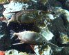 schnepfenfisch