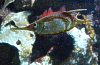 schnepfenfisch