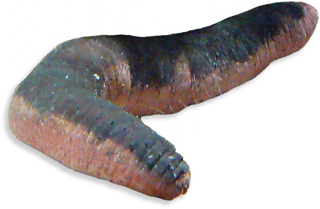 Seegurke