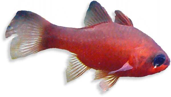 Meerbarbenkönig