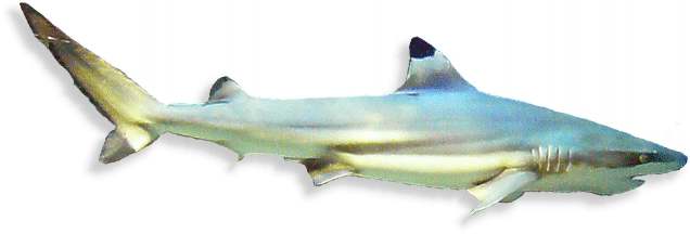 schwarzspitzen_riffhai