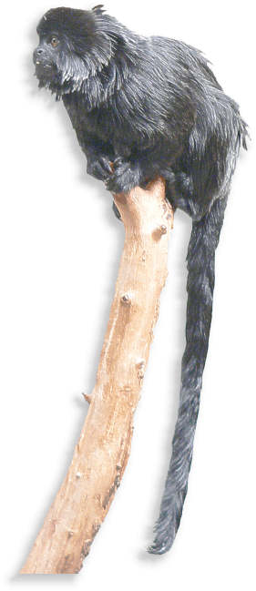 springtamarin