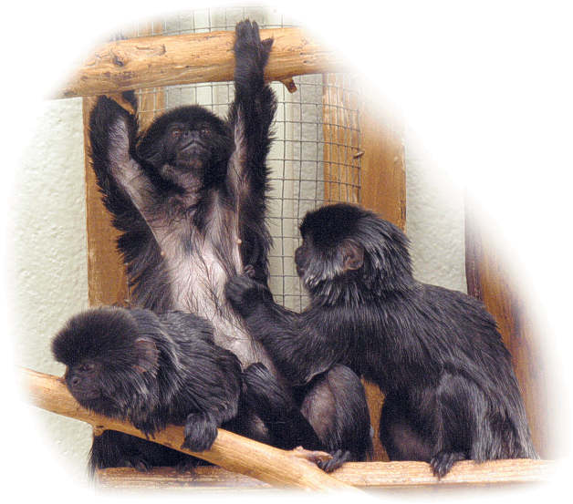 springtamarin