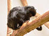 springtamarin