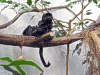 springtamarin