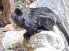 springtamarin
